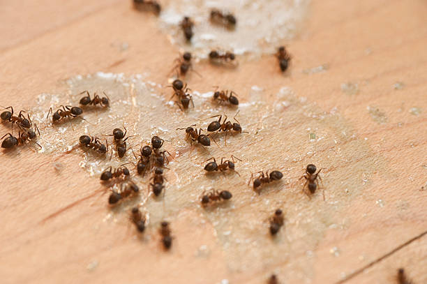Best Pest Control Treatment  in Winter Gardens, CA