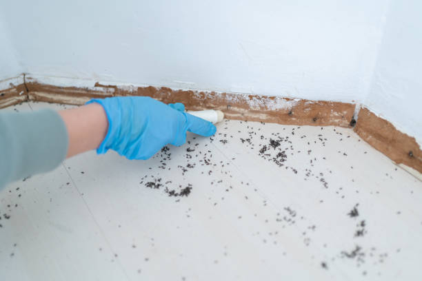 Best Termite Control Services  in Winter Gardens, CA